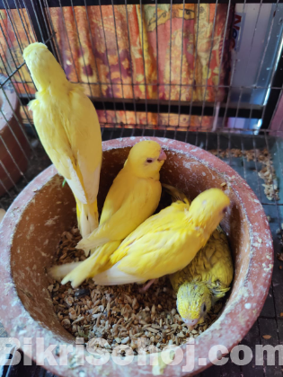 বাজরিগর লুটিনো (২ মাস বয়সী)